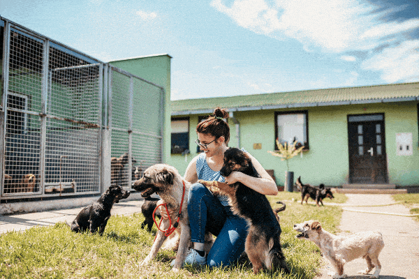 Animal Shelters