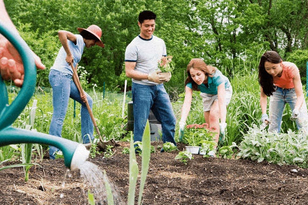 Community Gardens