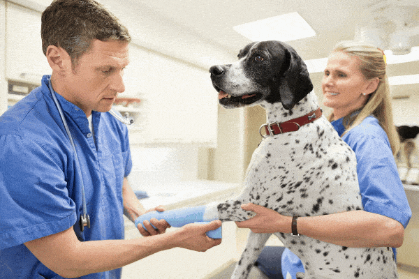 Pet Surgery