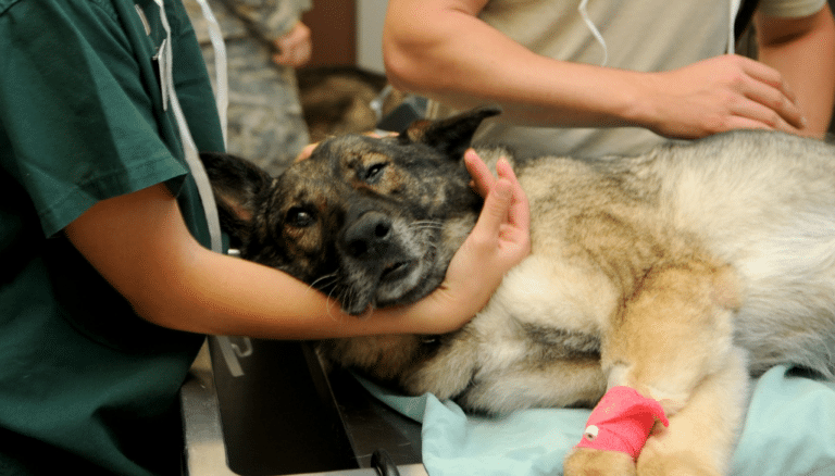 Emergency Veterinarian Service Emergency Veterinarian Service